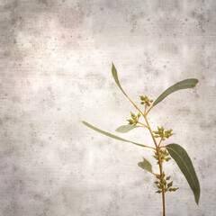 stylish textured old paper square background with Eucalyptus camaldulensis, introduced species on Canary Islands
