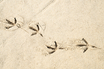 Dove Tracks on Sand