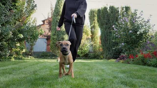 Active german boxer puppy runs funny to the camera, the dog walks with the owner on the lawn, pulls the leash