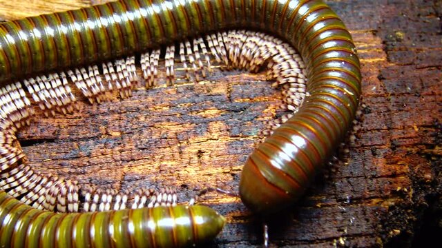 The giant African millipede (Archispirostreptus gigas), is one of the largest millipedes