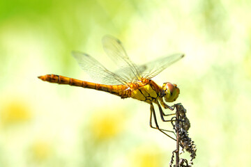 Common darter on a plant in a natural environment. Insect close up. Dragonfly. Sympetrum vulgatum.