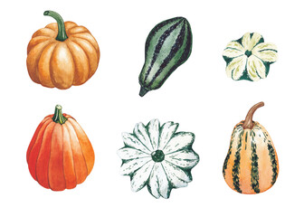 Pumpkins set isolated on white background.