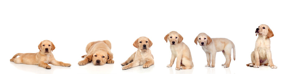 Fototapeta premium Many puppy lab dogs