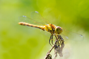 Common darter on a plant in a natural environment. Insect close up. Dragonfly. Sympetrum vulgatum.