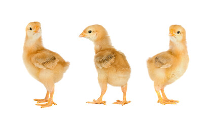 Yellow chickens