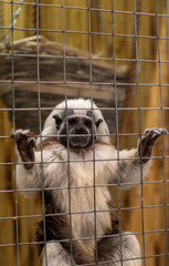 Photos of small monkeys in the aviary