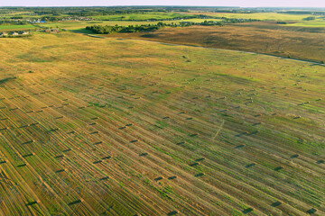 Haystack on field on blue sky background. Hay bale from residues grass. Hay stack for agriculture. Hay in rolls after combine harvester working in wheat field. Harvest season. Haystacks making