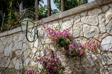 Fototapeta na wymiar Pink flowers in pots in bloom with an iron cast street lamp on stone tiles wall at Corfu, Kerkira, Greece, shallow selective focus