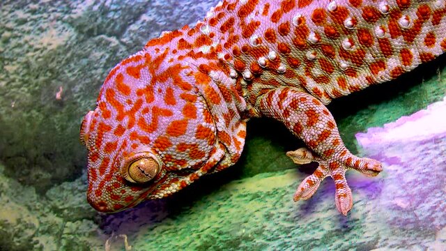 The tokay gecko (Gekko gecko), lizard with red spots on the skin