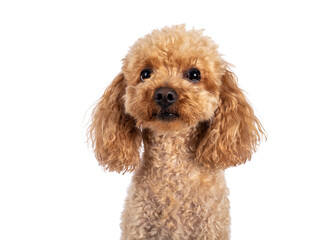 Head shot of adorable young adult apricot brown toy or miniature poodle. Recently groomed. Sitting side ways facing camera with mouth closed. Isolated on a white background.