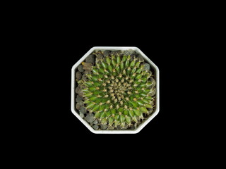 Top view of a Gymnocalycium Cristata cactus planting in white flowerpot on black background.
