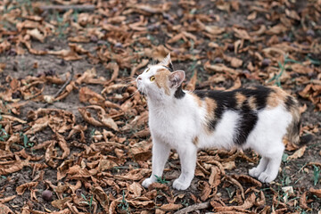Tricolor cat on autumn leaves looks up