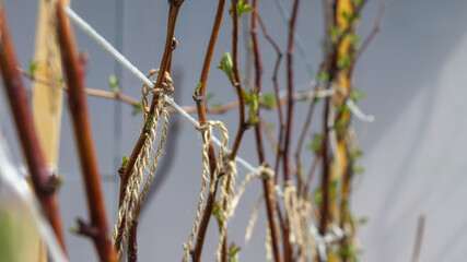 Raspberry shoots are tied to the support with a rope