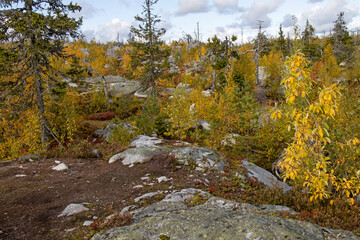 Swamp or lake with megalithic seid boulder stones, dead trees in nature reserve on mountain...