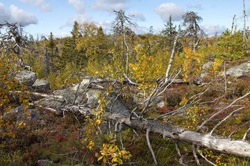 Swamp or lake with megalithic seid boulder stones, dead trees in nature reserve on mountain...