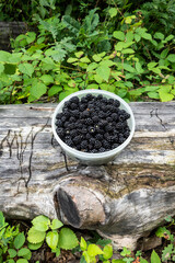 Collected blackberries in a bowl in the woods