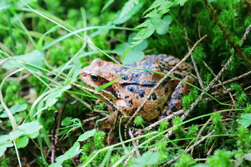 Brown and black European common toad 