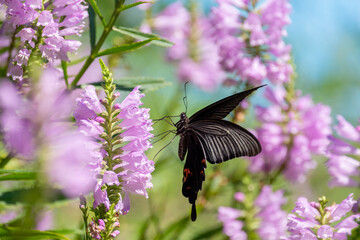 Fototapeta premium クロアゲハ
