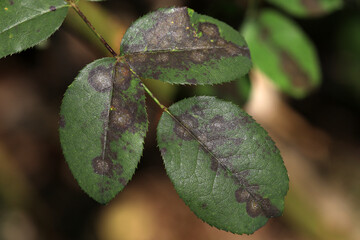 Plant disease in roses such as mildew or rust are common. Leaf spot disease black spot - Diplocarpon rosae, caused by a fungal infection. Closeup