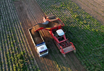 Aerial view of the Potato Harvester at Seasonal harvesting of potatoes from field. Agricultural...