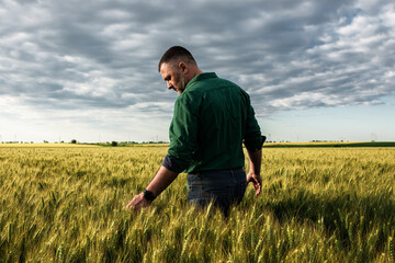 Naklejka na ściany i meble Rear view of middle age farmer walking in wheat field examining crop.