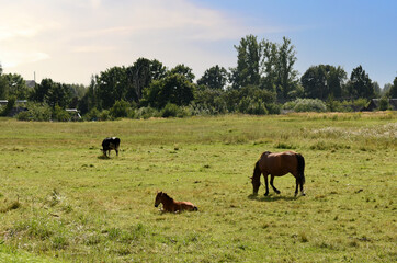 Horse and stallion graze in a green field in the rural area. Countryside view with farm animals. Many horses in the village. Ranch concept.