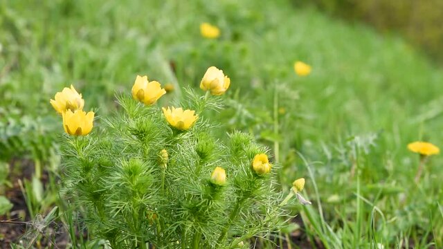 Beautiful yellow adonis flowers on a meadow in spring