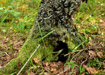 Burrow in a tree in the forest.