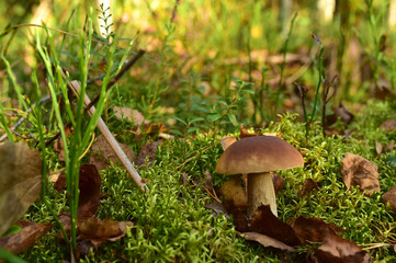 King Pine Bolete in moss at forest. White Mushroom Fungal Mycelium in wildlife. Edible Big Boletus mushrooms at woodland. Single bolete mushroom. Porcini Cep mushrooming season.