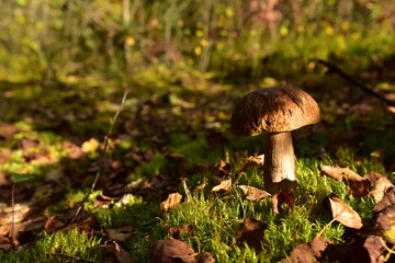 King Pine Bolete in moss at forest. White Mushroom Fungal Mycelium in wildlife. Edible Big Boletus mushrooms at woodland. Single bolete mushroom. Porcini Cep mushrooming season.