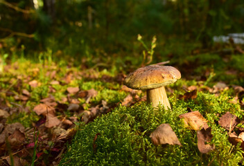 King Pine Bolete in moss at forest. White Mushroom Fungal Mycelium in wildlife. Edible Big Boletus mushrooms at woodland. Single bolete mushroom. Porcini Cep mushrooming season.