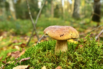 Pine Bolete in moss at forest in sunny rays. White Mushroom Fungal Mycelium in wildlife. Edible Big Boletus mushrooms at woodland. King Single bolete mushroom. Porcini Cep mushrooming season.