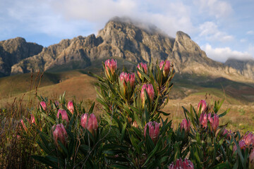 Pink proteas and jagged mountain peaks near Stellenbosch, South Africa.