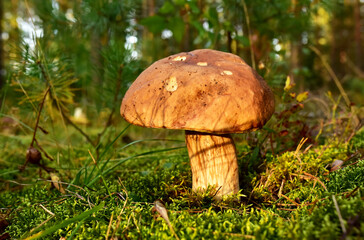 King Pine Bolete in moss at forest. White Mushroom Fungal Mycelium in wildlife. Edible Big Boletus mushrooms at woodland. Single bolete mushroom. Porcini Cep mushrooming season.