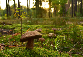 King Pine Bolete in moss at forest. White Mushroom Fungal Mycelium in wildlife. Edible Big Boletus mushrooms at woodland. Single bolete mushroom. Porcini Cep mushrooming season.