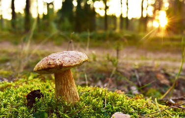 Pine Bolete in moss at forest in sunny rays. White Mushroom Fungal Mycelium in wildlife. Edible Big Boletus mushrooms at woodland. King Single bolete mushroom. Porcini Cep mushrooming season.