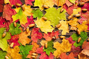 Naklejka na ściany i meble The concept of autumn backgrounds. Dry maple and acorn leaves on a wooden background with a copy of the space and a clean place for your text.