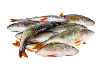 Pile of bass fish isolated on white background.