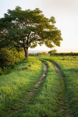 Small track along an agricultural field with vineyards and trees in Burgenland