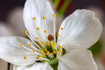 Macro view of blossom spring flower a blurred background