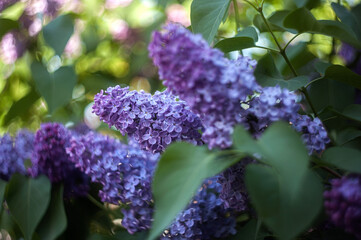 lilac