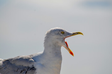 Close up of a shouting seagull