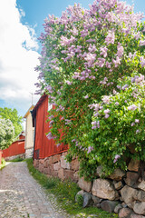 Beautiful street with old wooden houses and blooming lilac in old town of Porvoo