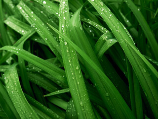 Beautiful grass leaves with dew drops