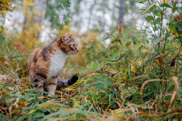 Tricolor cat outdoors in autumn.