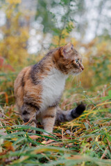 Tricolor cat outdoors in autumn.