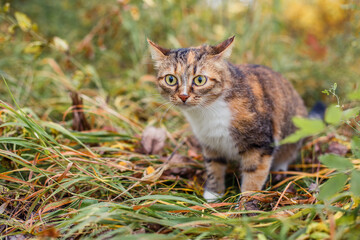 Tricolor cat outdoors in autumn.