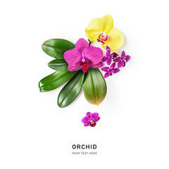 Orchid flowers creative composition.