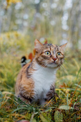 Naklejka na ściany i meble Tricolor cat outdoors in autumn.
