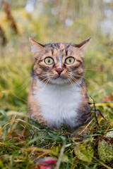 Naklejka na ściany i meble Tricolor cat outdoors in autumn.